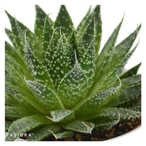 Aloe aristata