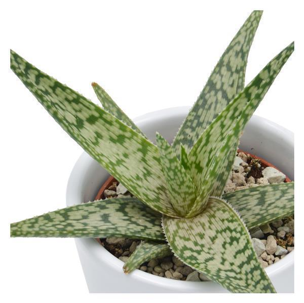Aloe White Beauty