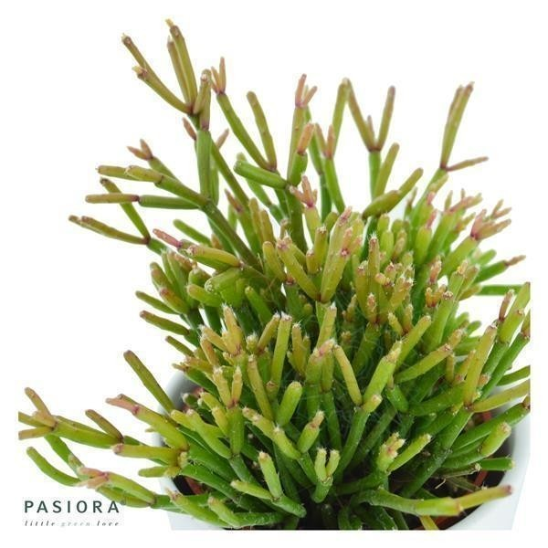 Rhipsalis clavata