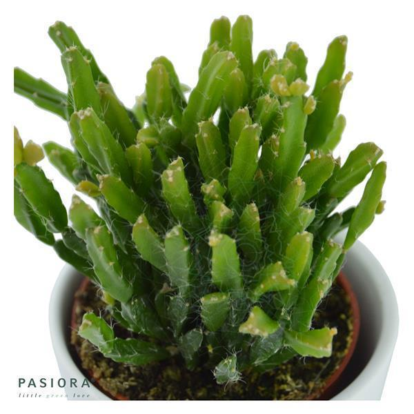 Rhipsalis ewaldiana