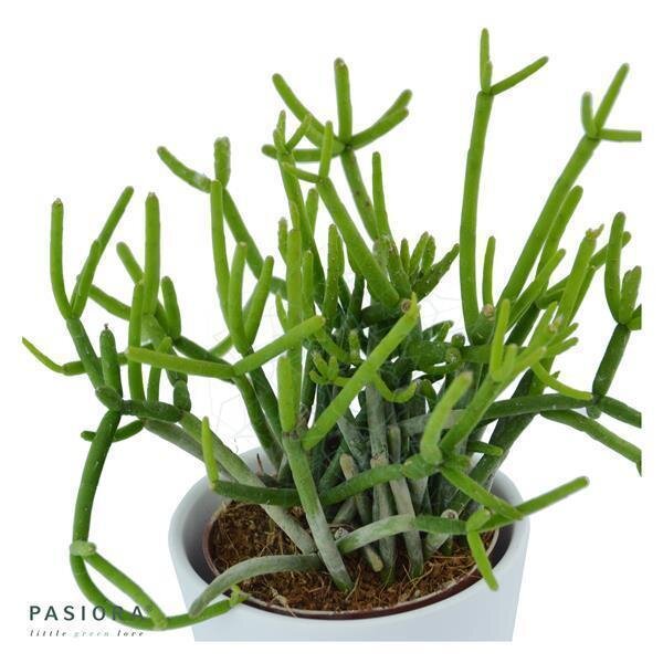 Rhipsalis teres f. heteroclada