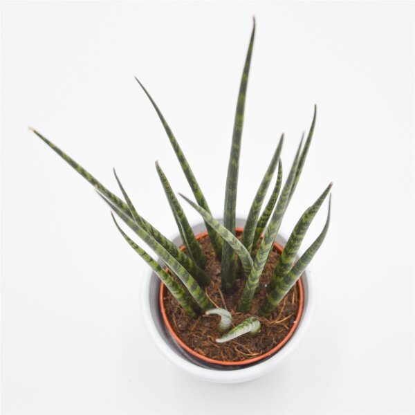 Sansevieria cylindrica Mikado