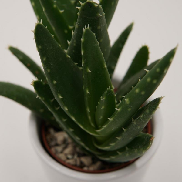 Aloe brevifolia