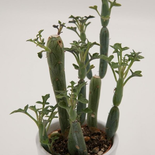 Senecio articulatus