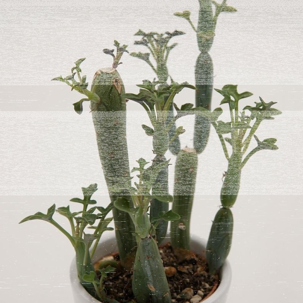 Senecio articulatus
