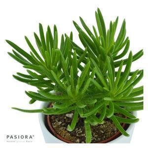 Senecio barbertonicus Himalaya