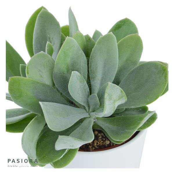 Senecio cephalophorus Zagros