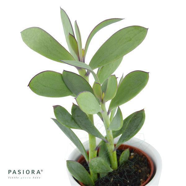 Senecio crassissimus