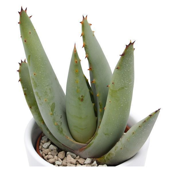 Aloe claviflora