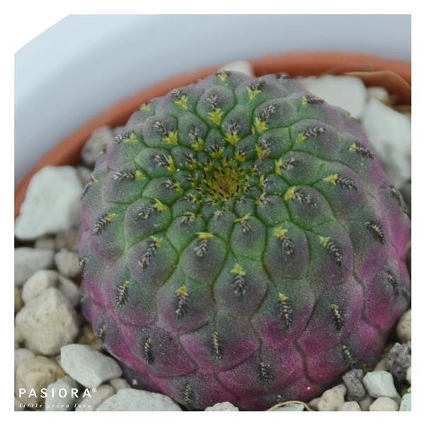 Sulcorebutia rauschii Violet