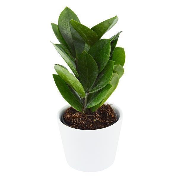 Zamioculcas zamiifolia