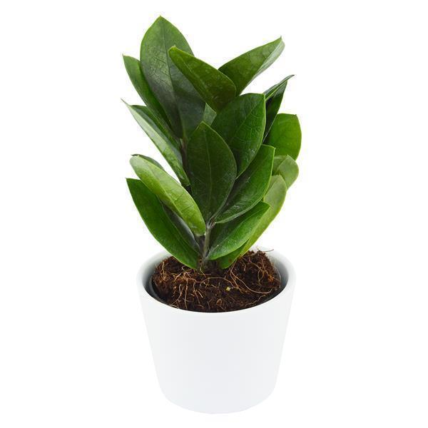 Zamioculcas zamiifolia