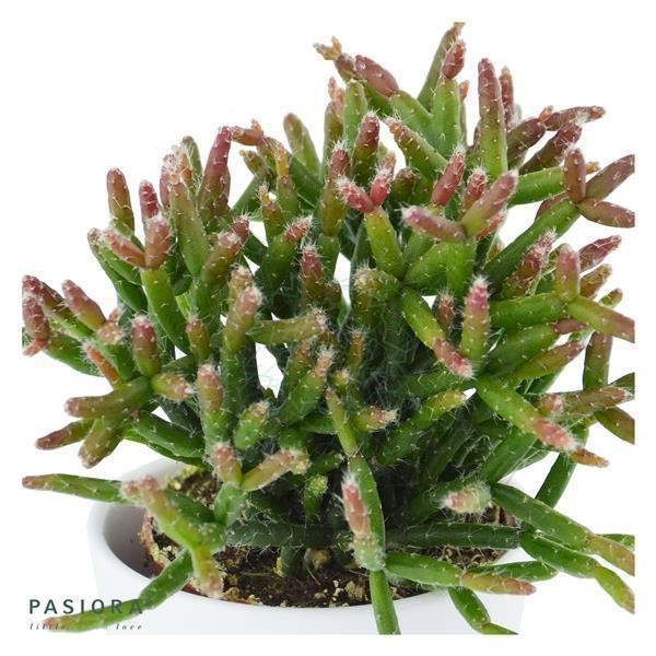 Rhipsalis burchellii
