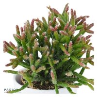 Rhipsalis burchellii
