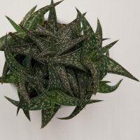 Aloe descoingsii