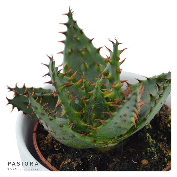 Aloe ferox