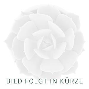 Kakteen- Schmuckstücke, Silber