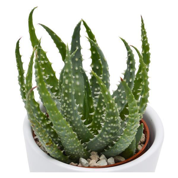 Aloe humilis
