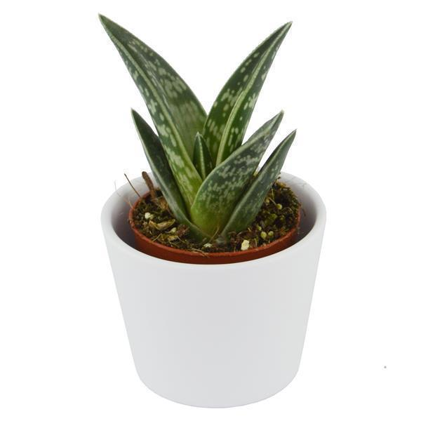 Aloe variegata