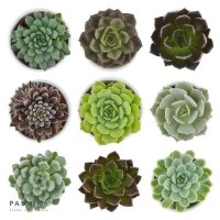 Enchanté Echeveria, 10 Stück