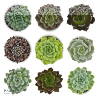 Enchanté Echeveria, 10 Stück