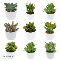 Ciao Crassula, 5 Stück