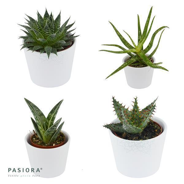 Aloha Aloe, 5 Stück