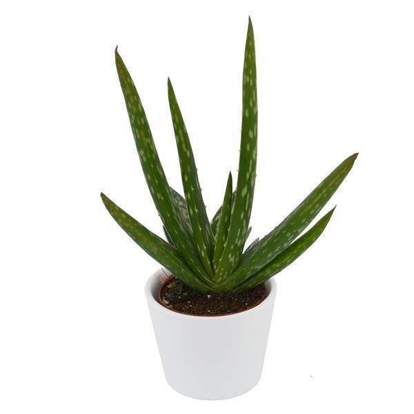Aloe vera