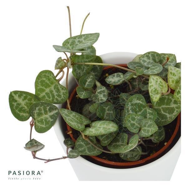Ceropegia woodii