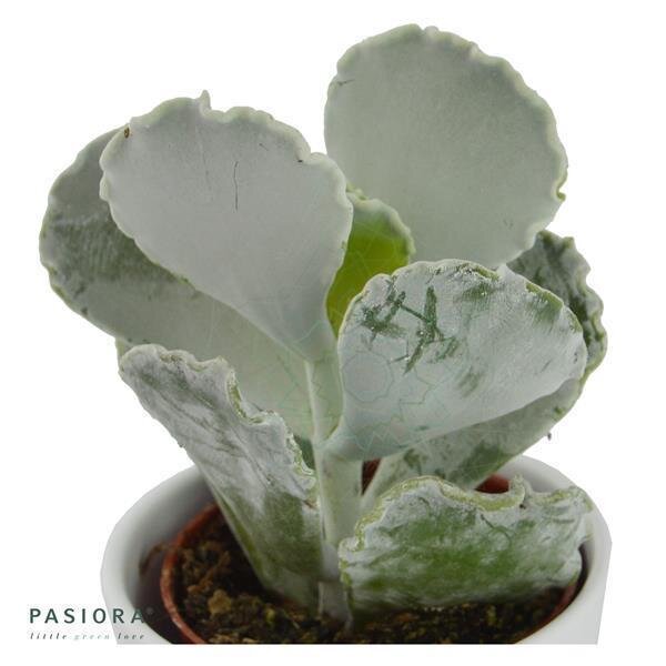 Cotyledon undulata