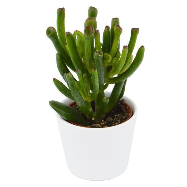 Crassula Coral
