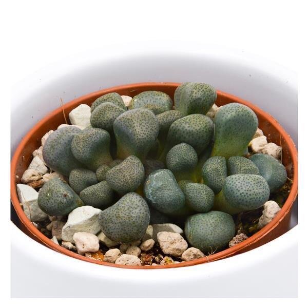 Aloinopsis schooneesii