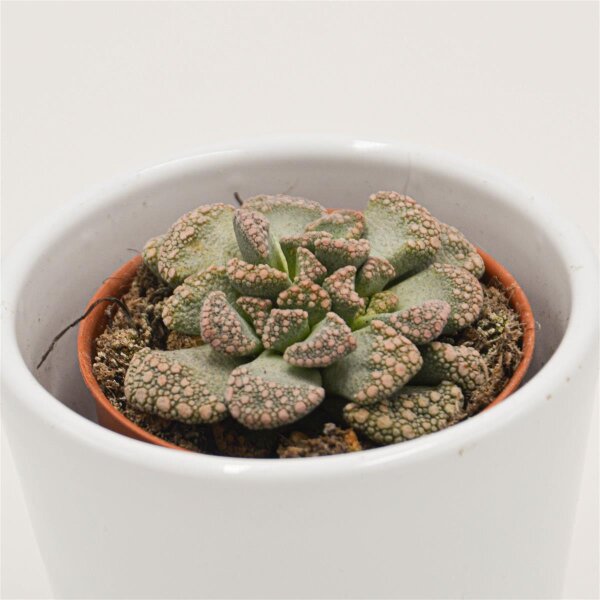Titanopsis calcarea