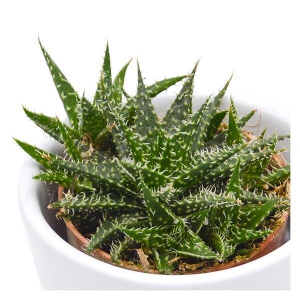 Aloe descoingsii Pepe