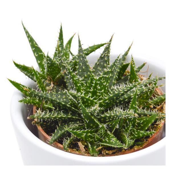 Aloe descoingsii Pepe