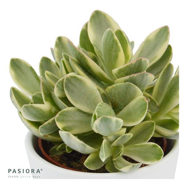 Crassula Money Maker Variegata