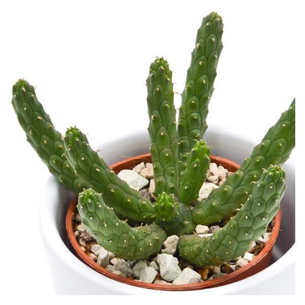 Euphorbia inermis