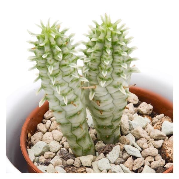 Euphorbia mammillaris f. variegata