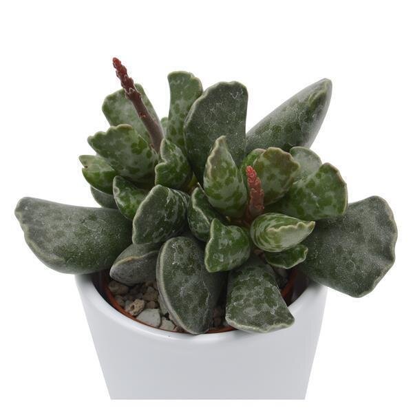 Adromischus cooperi