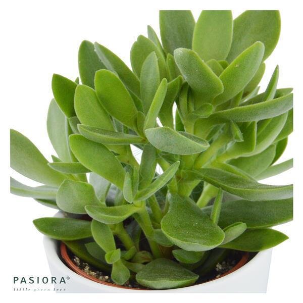 Crassula Money Maker