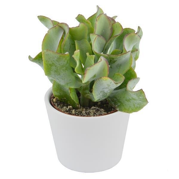 Crassula arborescens Curly