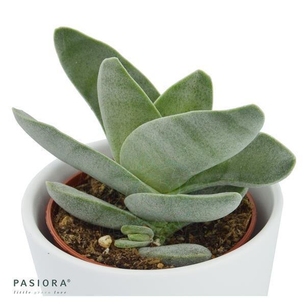 Crassula falcata