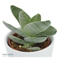 Crassula falcata