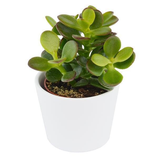 Crassula minor