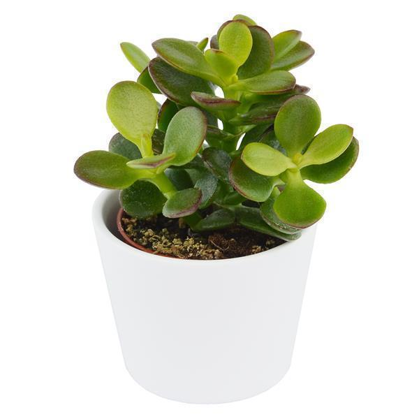 Crassula minor