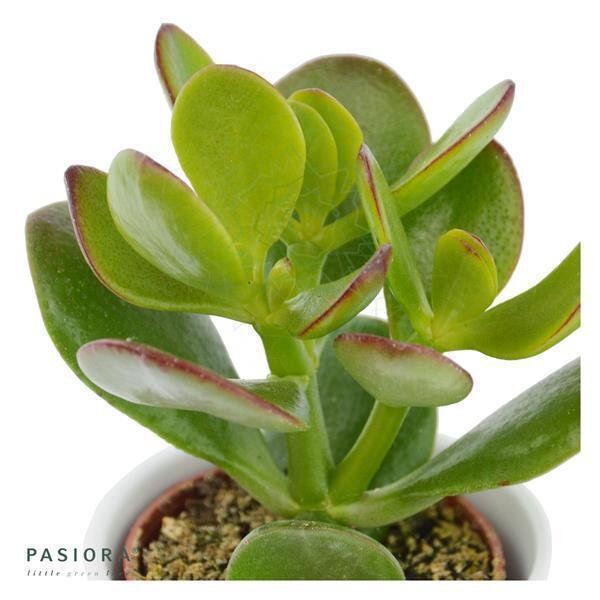 Crassula ovata