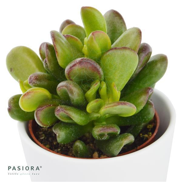 Crassula ovata Gandalf