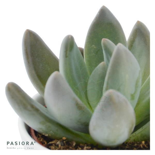»Sea of Succulents«- Club