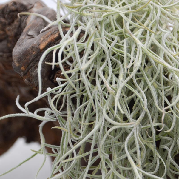 Tillandsia usneoides