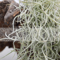 Tillandsia usneoides